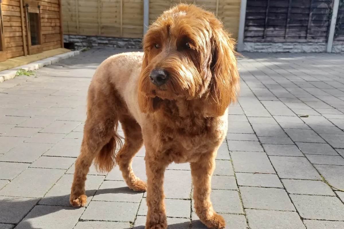 Woofgate Valley, Woodgate Valley