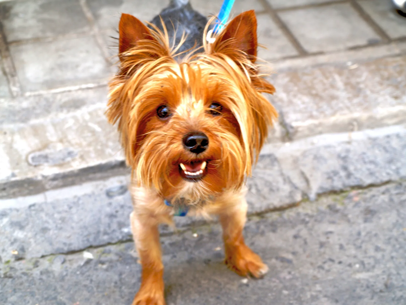 A freshly groomed Yorkshire Terrier
